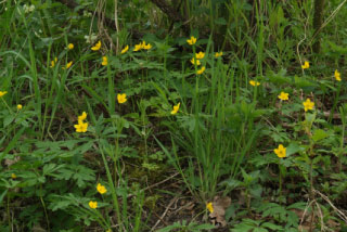 Anemone ranunculoidesGele anemoon bestellen